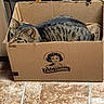 Tiggs joined the competition — help win amazing prizes! animal, box, brown, cardboard_box, cat, cozy, curious, domestic, feline, floor, home, indoor, little_debbie, peeking, pet, resting, snug, striped, tabby, tile