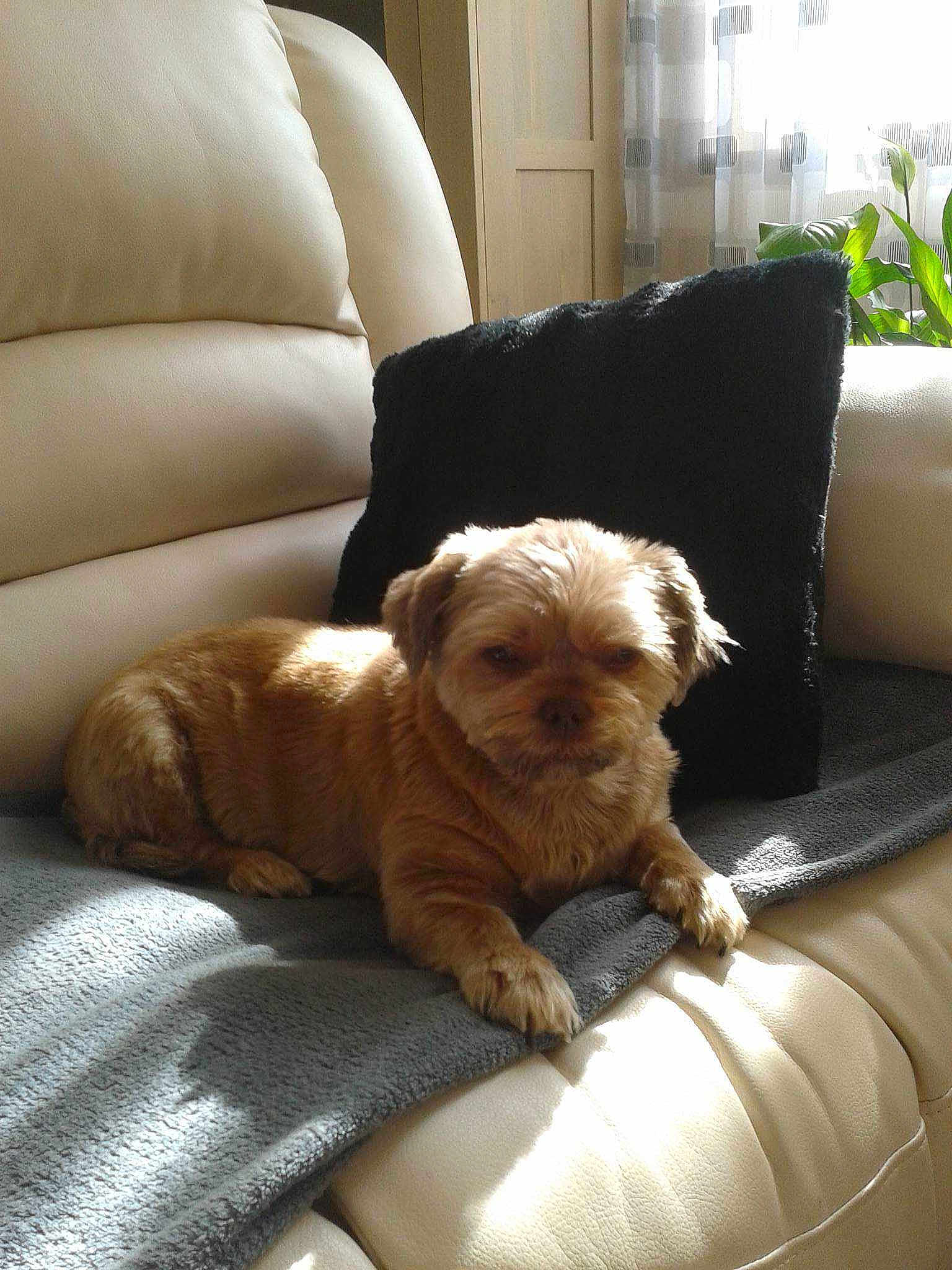 Praline