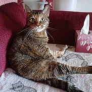 Mya joined the competition — help win amazing prizes! cat, tabby_cat, indoor, couch, blanket, tissue_box, furniture, pet, whiskers, relaxed, cozy, fur, animal, looking, curious, domestic_cat, resting, home, sitting, mammal