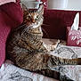cat, tabby_cat, indoor, couch, blanket, tissue_box, furniture, pet, whiskers, relaxed, cozy, fur, animal, looking, curious, domestic_cat, resting, home, sitting, mammal
