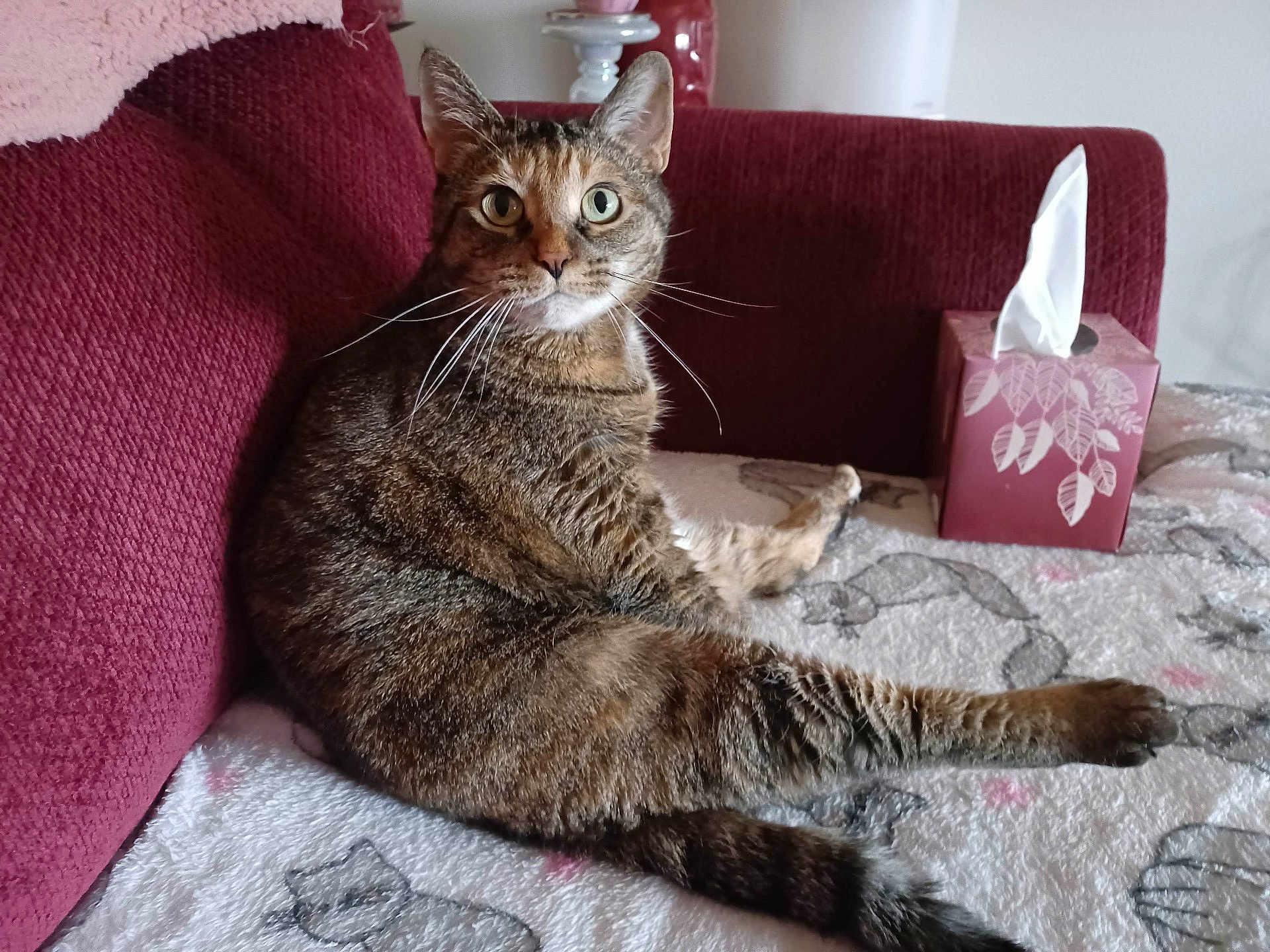 Mya joined the competition — help win amazing prizes! cat, tabby_cat, indoor, couch, blanket, tissue_box, furniture, pet, whiskers, relaxed, cozy, fur, animal, looking, curious, domestic_cat, resting, home, sitting, mammal