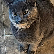 Smokey is registered to the contest to win money with this photo: cat, gray_cat, feline, pet, animal, portrait, close_up, whiskers, green_eyes, ears, fur, sitting, indoors, tile_floor, wall, collar, tag, alert, cute, photography