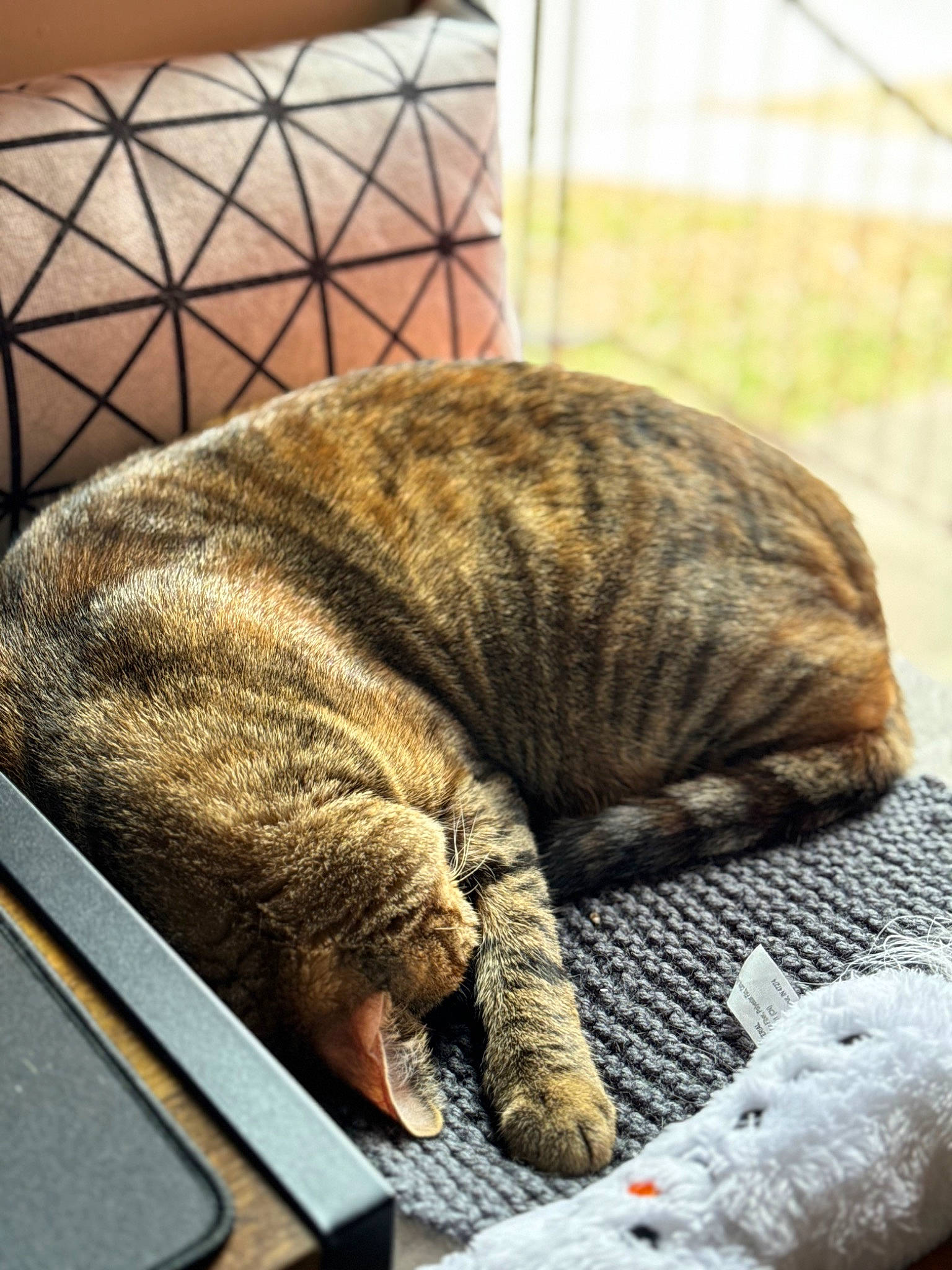 Fia is registered to the contest to win money with this photo: carnivore, cat, claw, comfort, domestic_short_haired_cat, felidae, fur, grey, linens, metal, nap, pattern, paw, sleep, small_to_medium_sized_cats, snout, tail, terrestrial_animal, whiskers