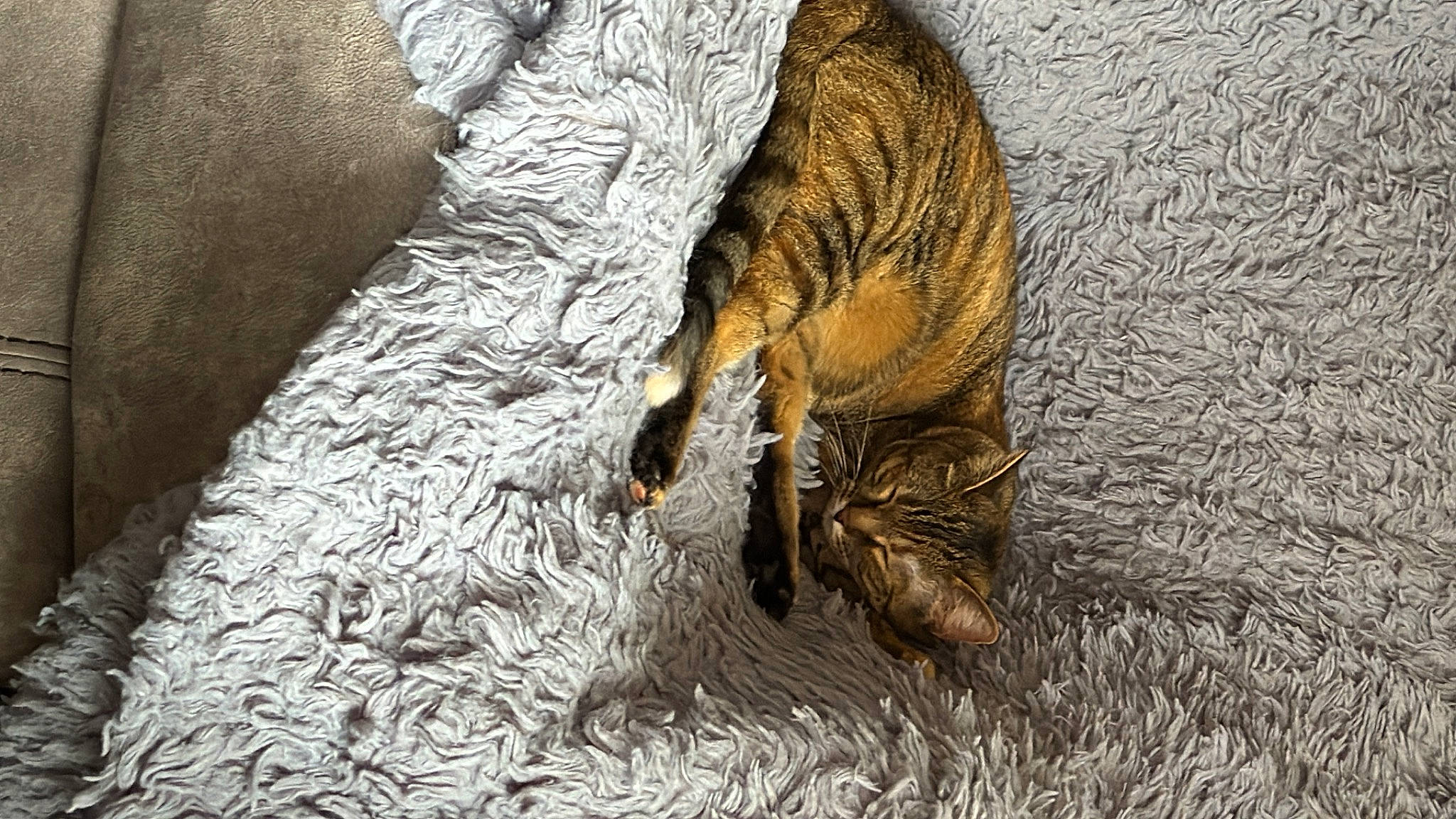 Fia joined the competition — help win amazing prizes! bengal_tiger, big_cats, carnivore, cat, claw, domestic_short_haired_cat, fawn, felidae, fur, human_leg, siberian_tiger, small_to_medium_sized_cats, snout, tail, terrestrial_animal, tiger, tree, trunk, whiskers, wood