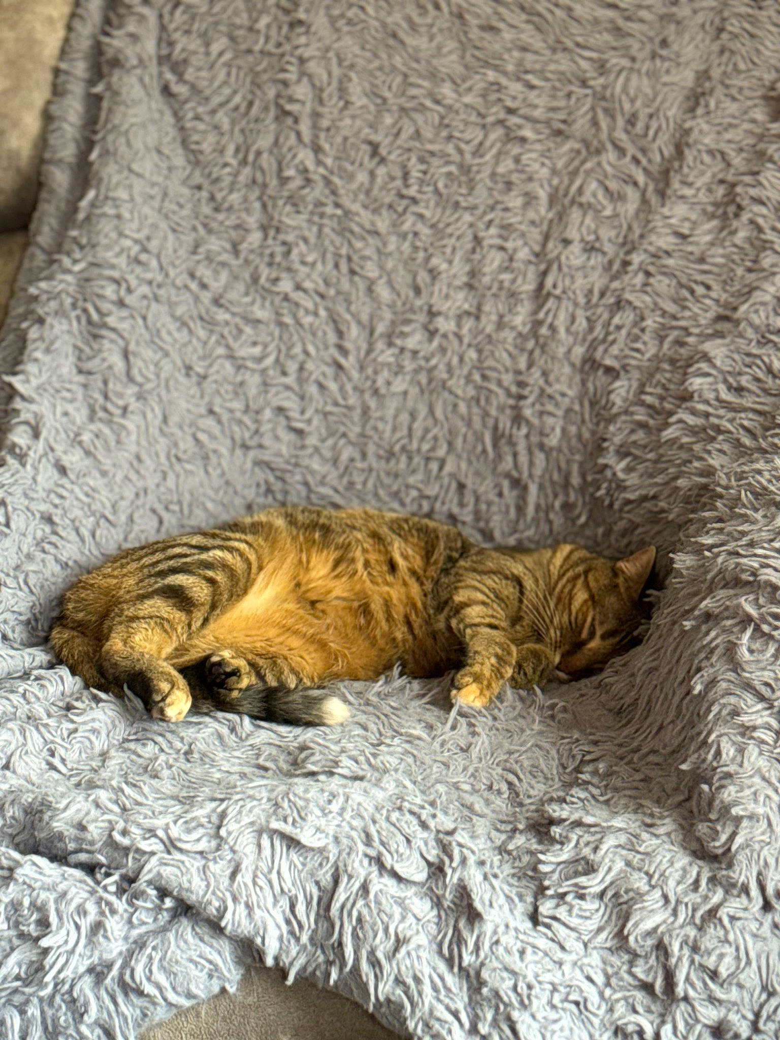 Fia is registered to the contest to win money with this photo: brown, carnivore, cat, claw, comfort, domestic_short_haired_cat, fawn, felidae, fur, linens, nap, sleep, small_to_medium_sized_cats, snout, tail, terrestrial_animal, tree, whiskers, wildlife, wood