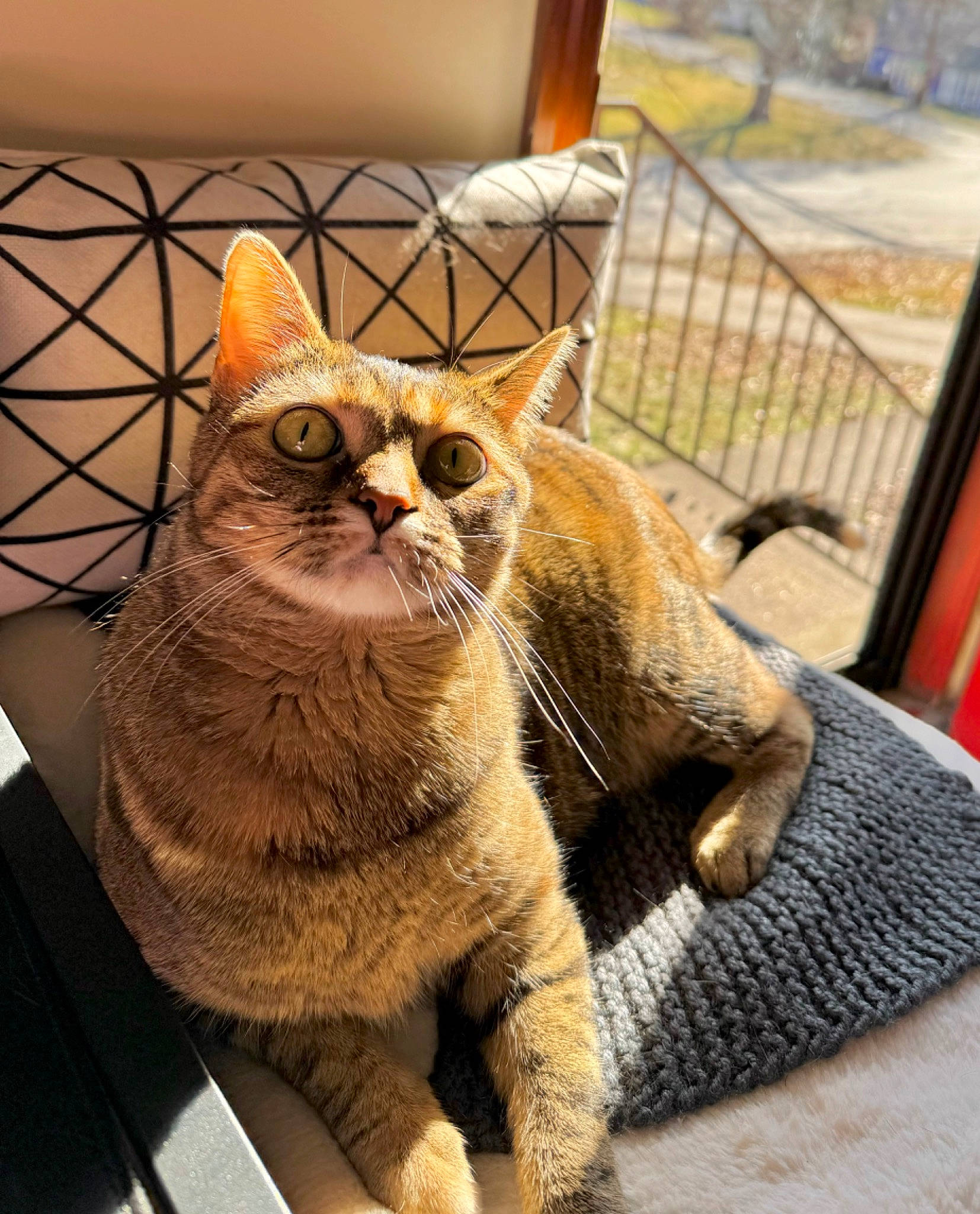 Fia joined the competition — help win amazing prizes! carnivore, cat, cat_furniture, claw, couch, domestic_short_haired_cat, fawn, felidae, fur, glasses, metal, paw, sitting, small_to_medium_sized_cats, snout, tail, tree, whiskers, window, wood