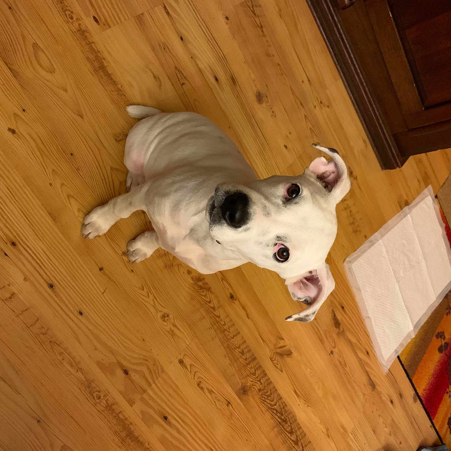 Penny