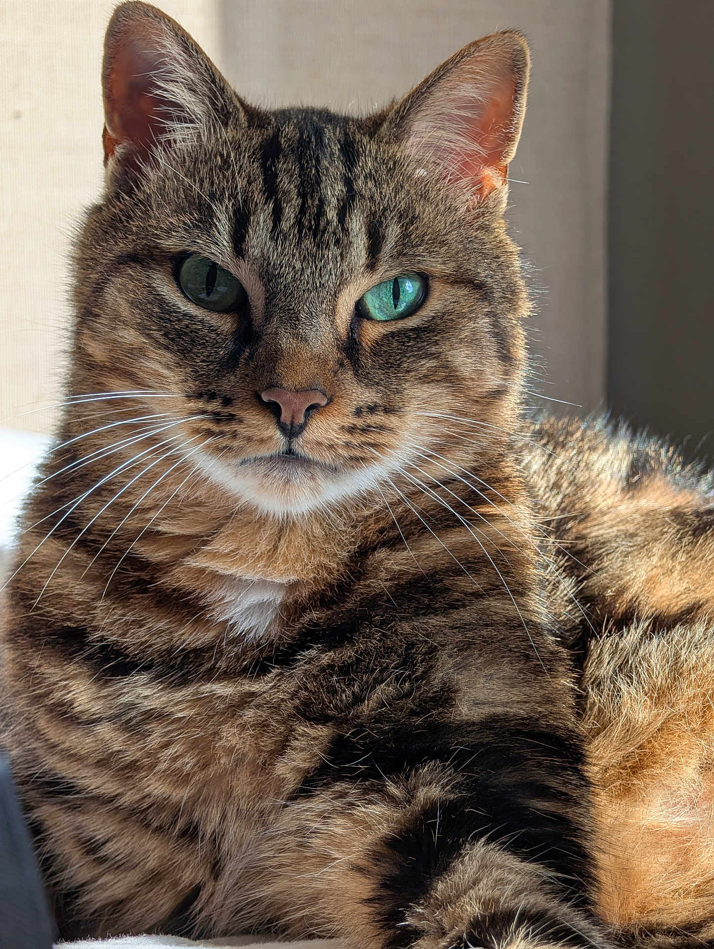 Gaston participe au concours pour gagner de l'argent avec cette photo : cat, tabby, green_eyes, fur, whiskers, pet, animal, close_up, portrait, indoor, relaxed, feline, cute, mammal, striped, domestic_animal, whisker, face, ear, nose
