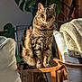 Gaston a rejoint le concours — aidez-le/la à gagner de superbes lots ! cat, tabby, indoor, sunlight, wooden_chair, plant, green_eyes, furniture, blanket, cushion, cozy, pet, animal, feline, relaxed, home, warm_light, sitting, fur, domestic_animal