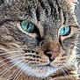 Gaston participe au concours pour gagner de l'argent avec cette photo : cat, tabby, close_up, green_eyes, whiskers, fur, pet, animal, mammal, face, cute, domestic_cat, portrait, feline, macro, nature, eyes, nose, soft, detailed
