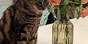 Gaston a rejoint le concours — aidez-le/la à gagner de superbes lots ! cat, tabby_cat, flower_vase, roses, table, indoor, plant, pet, feline, domestic_animal, fluffy, sitting, decor, green_leaves, still_life, houseplant, closeup, fur, whiskers, calm
