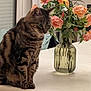 cat, tabby_cat, flower_vase, roses, table, indoor, plant, pet, feline, domestic_animal, fluffy, sitting, decor, green_leaves, still_life, houseplant, closeup, fur, whiskers, calm