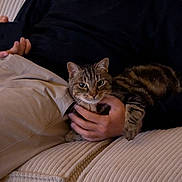 Gaston participe au concours pour gagner de l'argent avec cette photo : cat, tabby_cat, person, hand, lap, couch, sofa, beige, clothing, pants, sweater, indoor, pet, domestic_animal, feline, resting, comfort, cozy, relaxing, animal