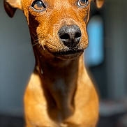 Tao participe au concours pour gagner de l'argent avec cette photo : dog, puppy, brown_fur, floppy_ears, wide_eyes, black_nose, standing, portrait, close_up, indoor, blurred_background, soft_lighting, carpet, short_hair, animal, pet, canine, front_facing, alert, adorable