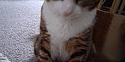 Simba participe au concours pour gagner de l'argent avec cette photo : animal, blurred, carpet, cat, close_up, cozy, cute, domestic, feline, floor, furniture, indoor, paws, pet, plant_pot, sitting, tabby, tabby_cat, whiskers, white_paws