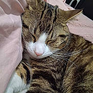 Simba participe au concours pour gagner de l'argent avec cette photo : adorable, animal, blanket, cat, close_up, cozy, cute, domestic_animal, feline, fur, indoor, mammal, nap, pet, relaxation, resting, sleeping, soft, tabby, whiskers