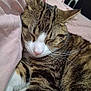 adorable, animal, blanket, cat, close_up, cozy, cute, domestic_animal, feline, fur, indoor, mammal, nap, pet, relaxation, resting, sleeping, soft, tabby, whiskers