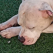 Jewels joined the competition — help win amazing prizes! dog, sleeping, resting, grass, outdoor, animal, pet, nose, paw, fur, calm, closeup, relaxation, quiet, peaceful, nature, muzzle, canine, ear, daylight