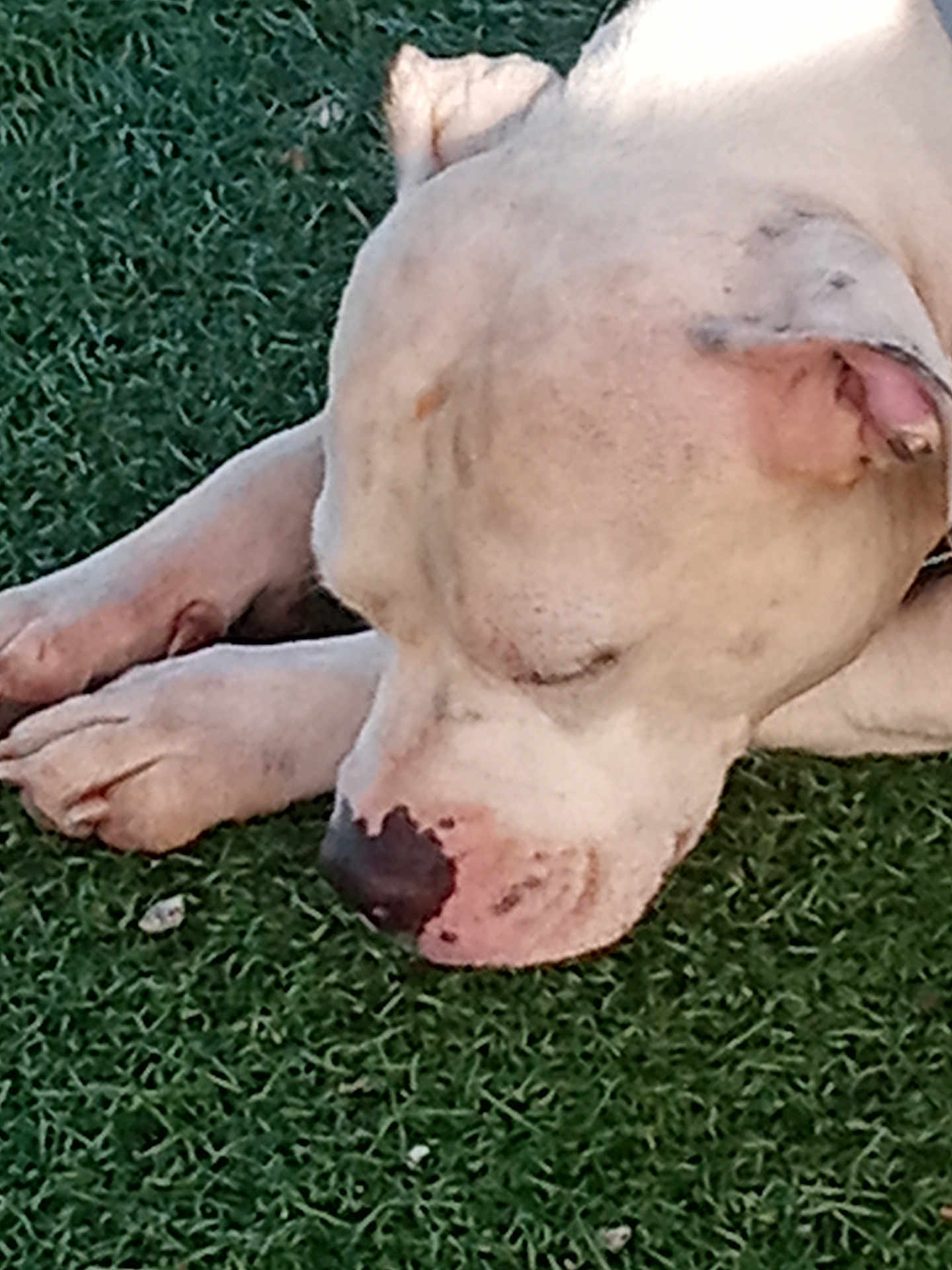 Jewels joined the competition — help win amazing prizes! dog, sleeping, resting, grass, outdoor, animal, pet, nose, paw, fur, calm, closeup, relaxation, quiet, peaceful, nature, muzzle, canine, ear, daylight