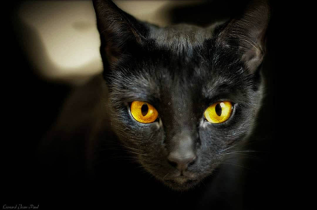 Nalla participe au concours pour gagner de l'argent avec cette photo : asian, black, black_and_white, black_cat, bombay, carnivore, cat, close_up, domestic_short_haired_cat, ear, eye, felidae, iris, mammal, organ, small_to_medium_sized_cats, snout, vertebrate, whiskers, yellow