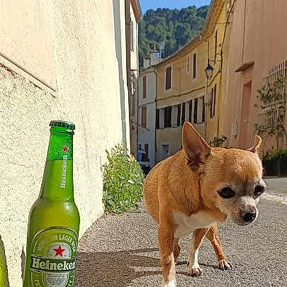Stella