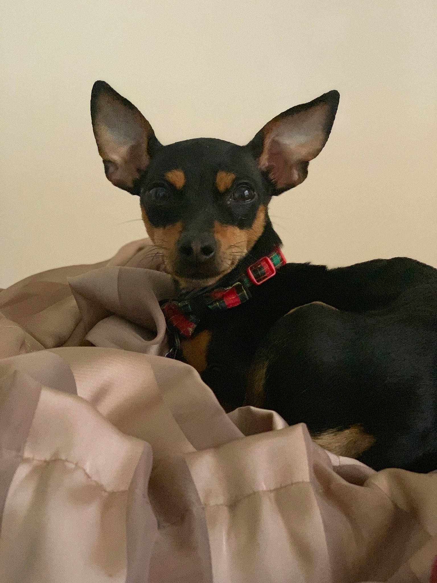Merlin is registered to the contest to win money with this photo: canidae, carnivore, companion_dog, dog, dog_breed, ear, english_toy_terrier, german_pinscher, mammal, miniature_fox_terrier, miniature_pinscher, pinscher, prazsky_krysarik, russkiy_toy, snout, teddy_roosevelt_terrier, toy_dog, toy_fox_terrier, toy_manchester_terrier, vertebrate