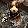 puppy, dog, bandana, pet_bed, blanket, plush_toy, cow_toy, fur, curious, indoor, carpet, cute, small_dog, brown_fur, white_fur, black_fur, sitting, looking_at_camera, soft_texture, cozy