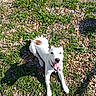 animal, brown_spots, canine, collar, daylight, dog, friendly, grass, gravel, ground, happy, laying_down, nature, outdoor, pet, playful, smiling, sunlight, tongue_out, white_dog