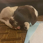 Chanel joined the competition — help win amazing prizes! puppy, dog, sleeping, brown, white, carpet, paw, indoor, pet, cute, resting, fur, animal, cozy, small, young, canine, quiet, relaxing, home