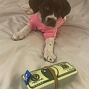 Chanel is registered to the contest to win money with this photo: animal, bed, black_and_white_dog, blanket, cozy, curious, cute, dog, indoor, lying_down, money_toy, pet, pink_clothing, playful, plush_toy, puppy, rubber_band, soft_toy, toy, white_bed