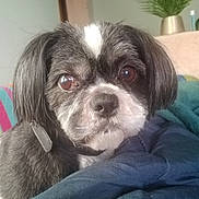 Naky participe au concours pour gagner de l'argent avec cette photo : bedding, black_and_white, blanket, close_up, collar, cute, dog, eyes, face, fur, home, indoor, looking_at_camera, nose, pet, pillow, plant, portrait, potted_plant, small_dog