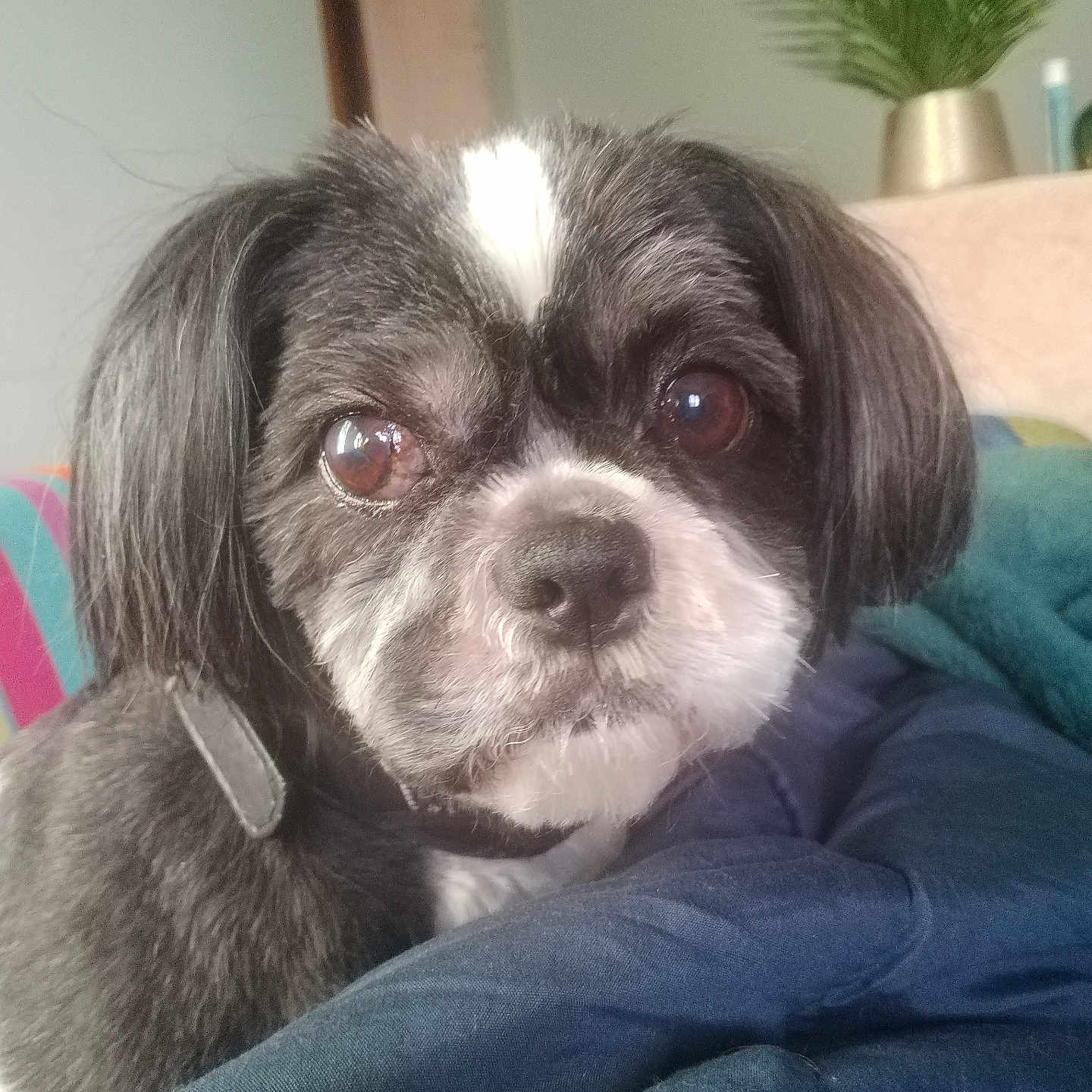Naky participe au concours pour gagner de l'argent avec cette photo : bedding, black_and_white, blanket, close_up, collar, cute, dog, eyes, face, fur, home, indoor, looking_at_camera, nose, pet, pillow, plant, portrait, potted_plant, small_dog