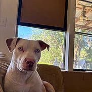Bentley joined the competition — help win amazing prizes! dog, blue_eyes, couch, indoor, window, daylight, pet, canine, relaxed, seated, brown_and_white, domestic_animal, home_interior, furniture, natural_light, portrait, animal, looking_at_camera, ears, snout