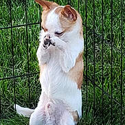 Max is registered to the contest to win money with this photo: dog, chihuahua, grass, fence, pet, animal, outdoor, small_dog, cute, sitting, paw, face_cover, shy, furry, canine, nature, playful, domestic_animal, greenery, enclosure