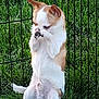 dog, chihuahua, grass, fence, pet, animal, outdoor, small_dog, cute, sitting, paw, face_cover, shy, furry, canine, nature, playful, domestic_animal, greenery, enclosure