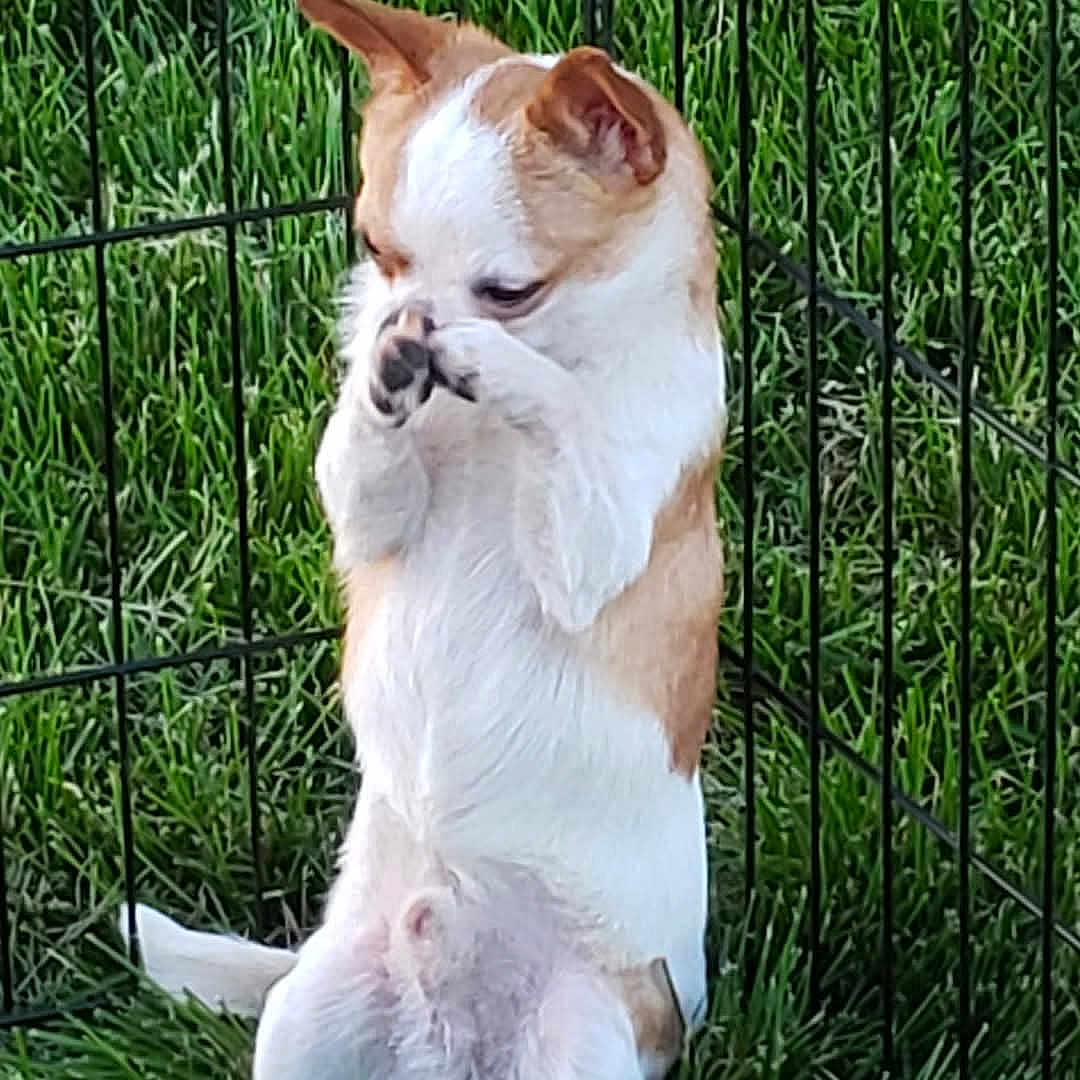 Max is registered to the contest to win money with this photo: animal, canine, chihuahua, cute, dog, domestic_animal, enclosure, face_cover, fence, furry, grass, greenery, nature, outdoor, paw, pet, playful, shy, sitting, small_dog
