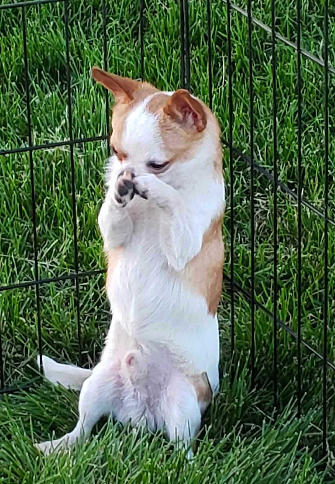 Max is registered to the contest to win money with this photo: dog, chihuahua, grass, fence, pet, animal, outdoor, small_dog, cute, sitting, paw, face_cover, shy, furry, canine, nature, playful, domestic_animal, greenery, enclosure
