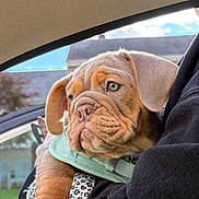 Dakota is registered to the contest to win money with this photo: puppy, dog, pet, wrinkles, car, harness, arm, person, window, outdoor, sky, house, green, fur, ears, closeup, cute, young, animal, companion