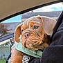 puppy, dog, pet, wrinkles, car, harness, arm, person, window, outdoor, sky, house, green, fur, ears, closeup, cute, young, animal, companion