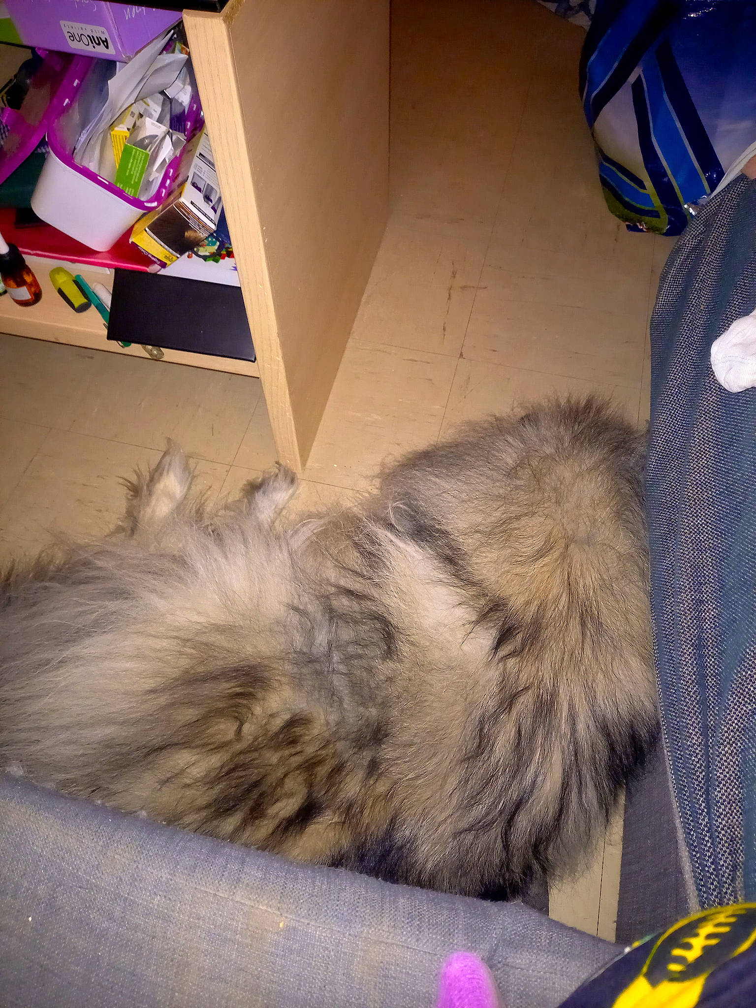 Bibou a rejoint le concours — aidez-le/la à gagner de superbes lots ! bicycle_helmet, box, canidae, carnivore, cat, claw, comfort, companion_dog, domestic_short_haired_cat, felidae, flooring, fur, paw, shipping_box, small_to_medium_sized_cats, snout, tail, vehicle, whiskers, yellow