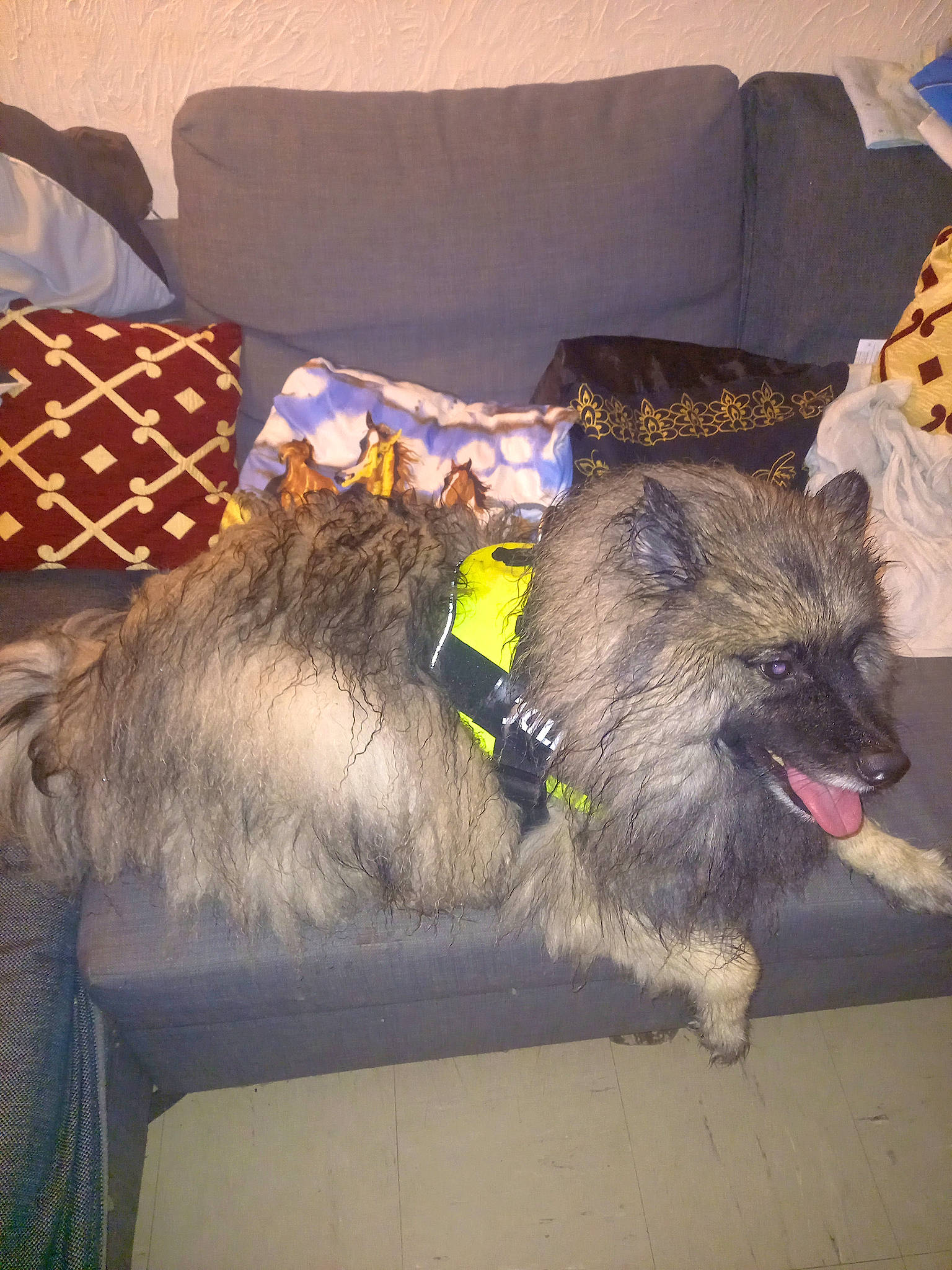 Bibou participe au concours pour gagner de l'argent avec cette photo : canidae, carnivore, comfort, companion_dog, couch, dog, dog_breed, fawn, felidae, flooring, fur, paw, pillow, snout, sporting_group, tail, throw_pillow, vertebrate, water_dog, working_animal