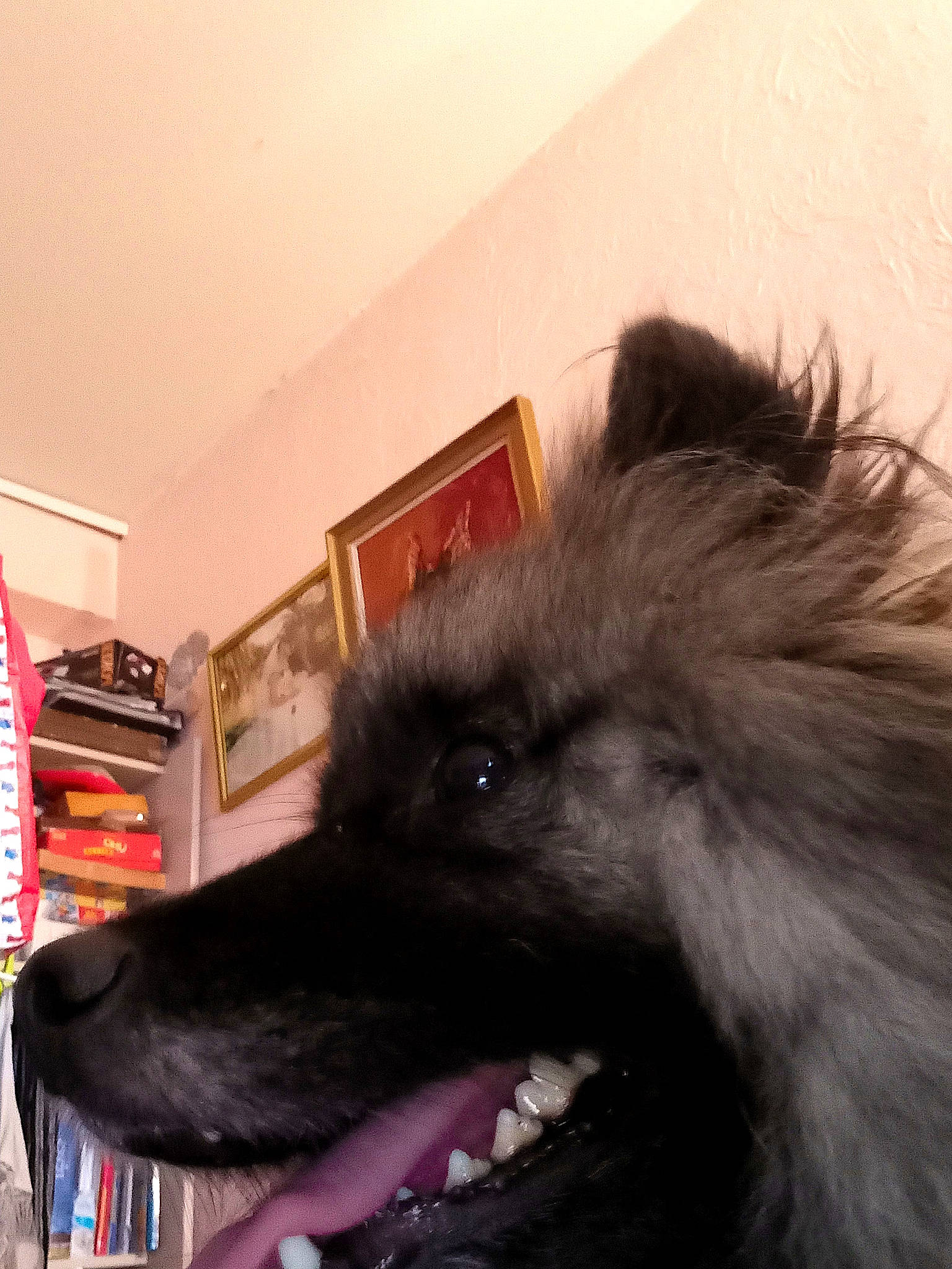 Bibou a rejoint le concours — aidez-le/la à gagner de superbes lots ! bookcase, canidae, carnivore, companion_dog, dog, dog_breed, ear, eye, fawn, fur, german_spitz_klein, german_spitz_mittel, jaw, picture_frame, shelf, shelving, snout, sporting_group, whiskers, working_animal