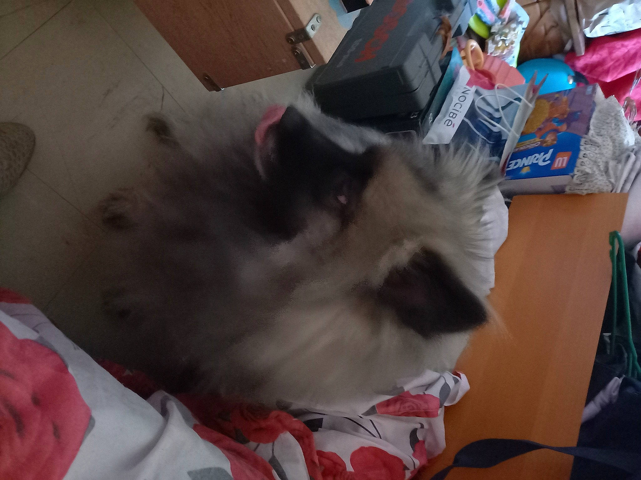 Bibou participe au concours pour gagner de l'argent avec cette photo : bag, balinese, birman, box, canidae, carnivore, cat, companion_dog, dog_breed, fang, fawn, felidae, fur, nap, paw, small_to_medium_sized_cats, snout, sporting_group, tail, whiskers