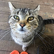 Simba is registered to the contest to win money with this photo: cat, tabby_cat, whiskers, orange_sandals, wooden_floor, pet, animal, closeup, curious, feline, domestic_cat, sitting, floor, eyes, outdoor, fur, tail, reflection, cute, portrait