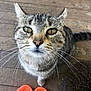 cat, tabby_cat, whiskers, orange_sandals, wooden_floor, pet, animal, closeup, curious, feline, domestic_cat, sitting, floor, eyes, outdoor, fur, tail, reflection, cute, portrait