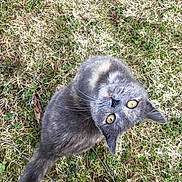 Opa is registered to the contest to win money with this photo: cat, grass, outdoor, animal, pet, feline, eyes, fur, nature, twigs, ground, curious, looking_up, close_up, whiskers, tail, mammal, domestic, playful, cute