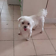 Perle a rejoint le concours — aidez-le/la à gagner de superbes lots ! dog, puppy, white_dog, fluffy, small_dog, long_hair, curled_tail, tongue_out, standing, indoor, kitchen, tile_floor, home, pet, cute, animal, portrait, motion_blur, white_fur, playful