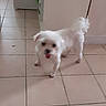 dog, puppy, white_dog, fluffy, small_dog, long_hair, curled_tail, tongue_out, standing, indoor, kitchen, tile_floor, home, pet, cute, animal, portrait, motion_blur, white_fur, playful