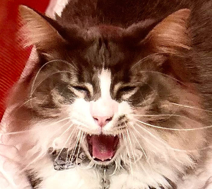 Chester Copperpot joined the competition — help win amazing prizes! carnivore, cat, claw, fang, felidae, fur, happy, jaw, paw, photo_caption, photography, shout, small_to_medium_sized_cats, snout, tooth, whiskers