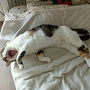 Hiro participe au concours pour gagner de l'argent avec cette photo : cat, tricolor_cat, calico, yawning, open_mouth, teeth, pink_tongue, lying_down, relaxed, bed, blanket, bedroom, bedding, pillows, wooden_floor, indoor, pet, furry, whiskers, funny_pose